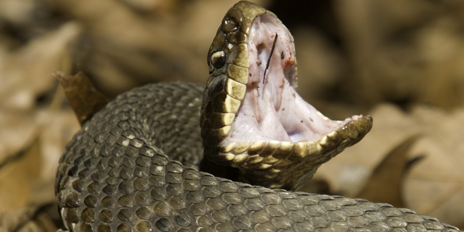 636364983819046681 Cottonmouth 0253