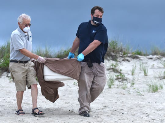 WEST DENNIS -- 07/01/20 -- Mass Audubon's Bob Prescott, left, and New England Aquarium's Adam Kennedy carry a satellite tagged loggerhead turtle to the water's edge at West Dennis Beach early Wednesday morning, one of seven turtles released back into the sea.