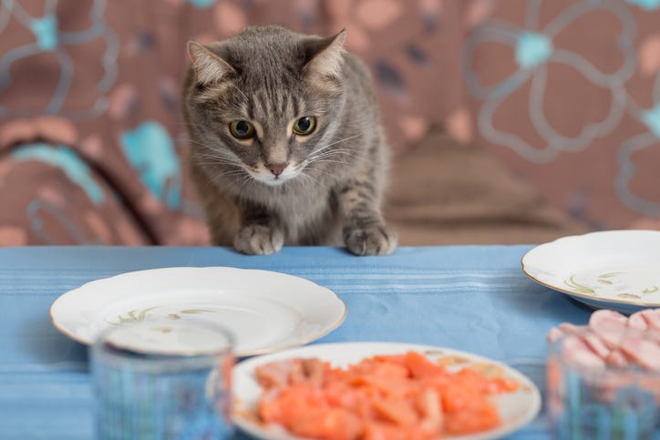 cat on dining table