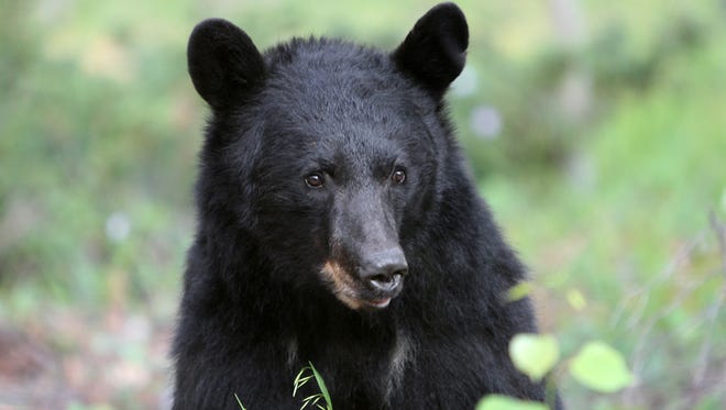 This North American Black Bear was photographed in Northern New Mexico in the Sangre de Cristo mountains.