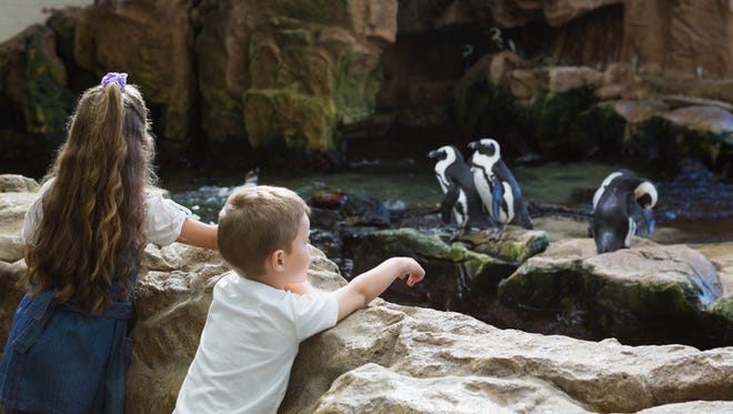 Little siblings looking at penguins at the aquarium