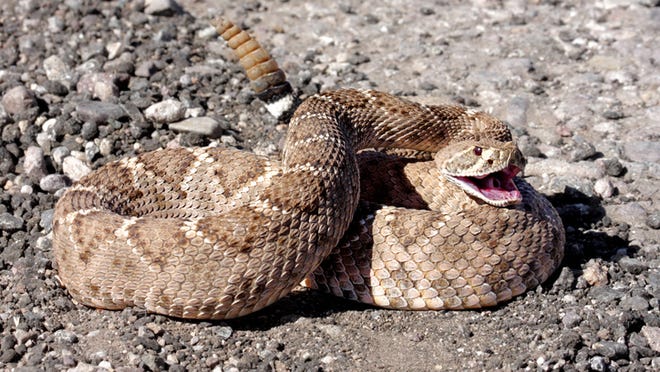 When Are Rattlesnakes Most Active in Arizona?