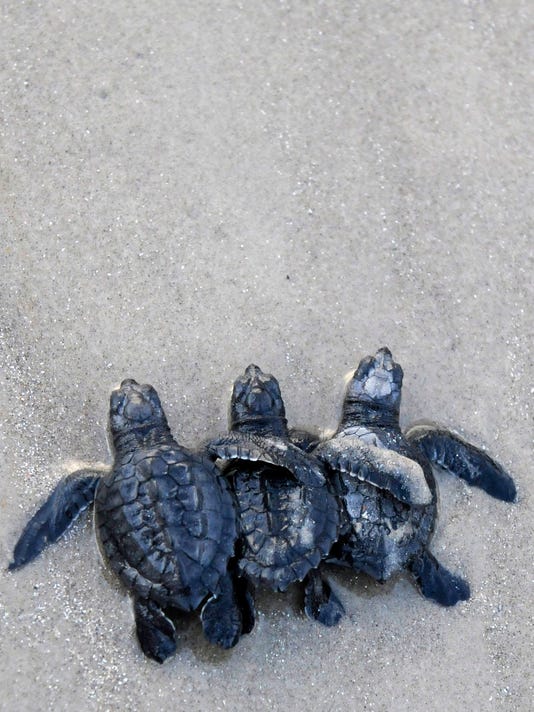 Baby Sea Turtles Are Hatching