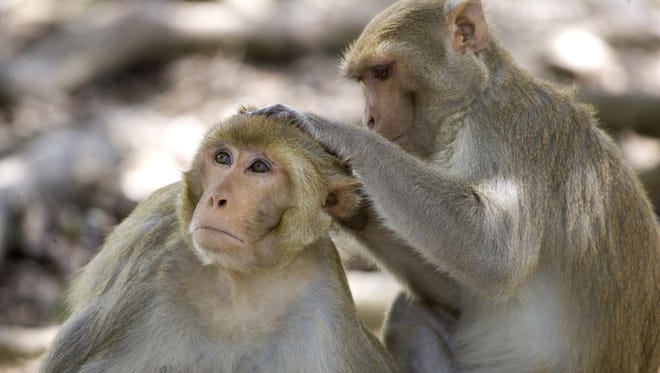 Rhesus macaques are the type of monkey that was exposed to the bacteria.