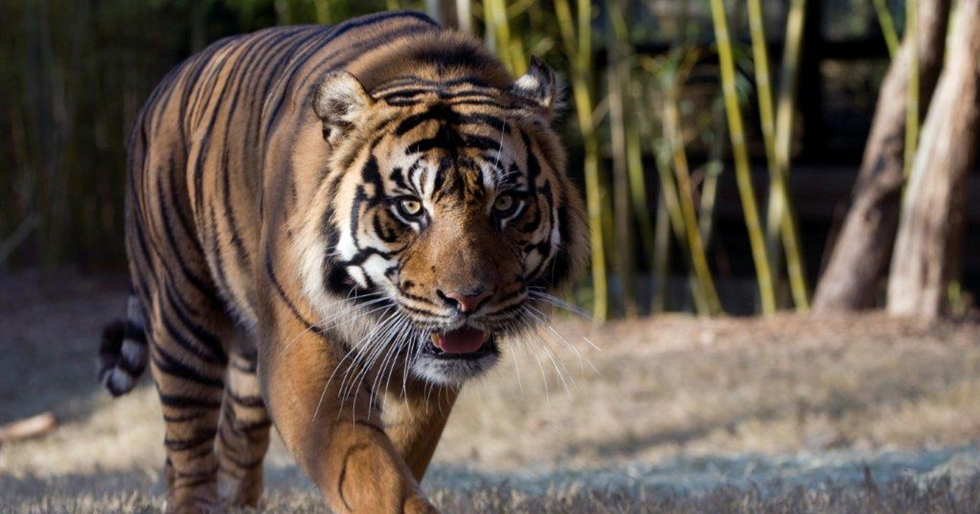 Zoo Atlanta mourns passing of tiger 'ambassador'