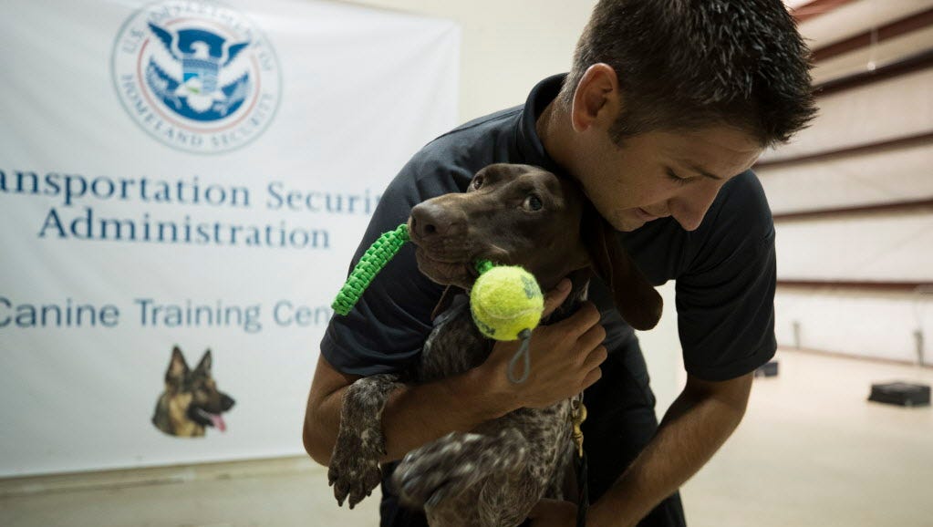 TSA dog teams hunt for explosives, boost security and speed travelers along