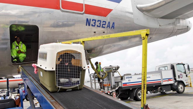 An American Airlines ground crew unloads a dog from the cargo area of an arriving flight at John F. Kennedy International airport in New York on Aug. 1, 2012.