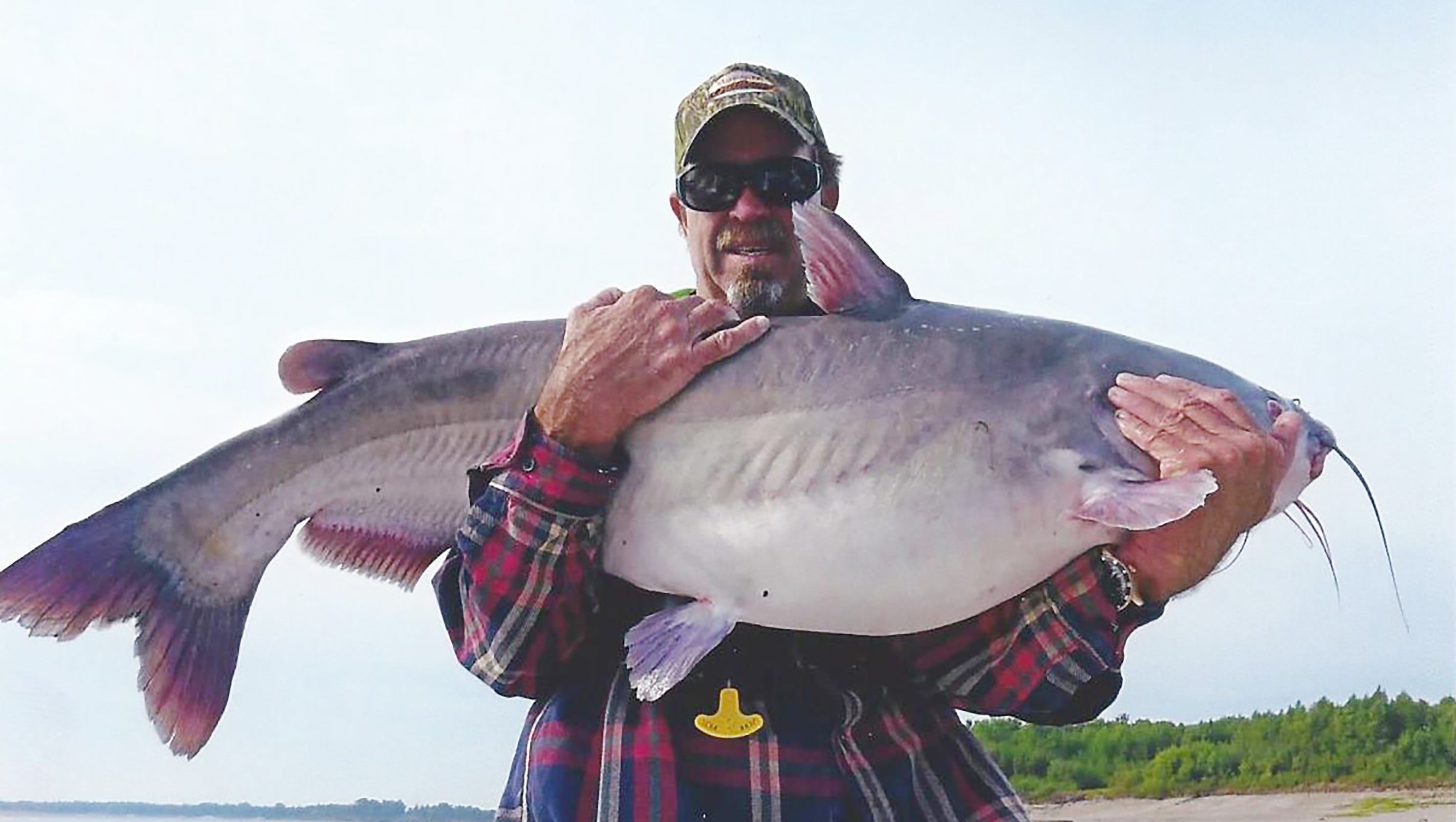 Mississippi River catfish