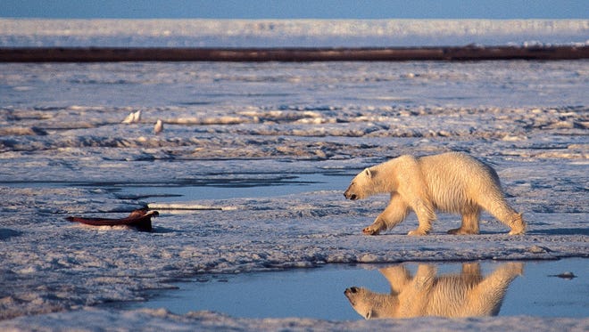 A polar bear is shown in the Arctic National Wildlife Refuge in Alaska in this undated photo.
