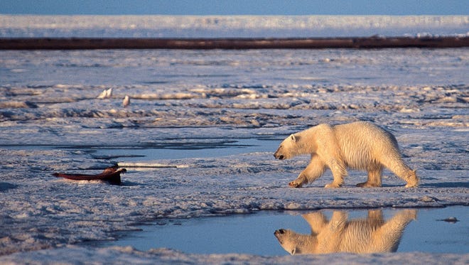 A polar bear is shown in the Arctic National Wildlife Refuge in Alaska in this undated photo. Global warming is putting the animals at risk by reducing the summer sea ice they need. A July 21, 2014 poll finds most Americans won't support a carbon tax, considered by many economists as an effective way to combat rising temperatures, unless the revenue is returned to them or used to fund renewable energy.