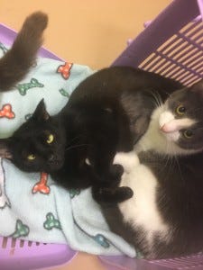 Gigi and Kiki are a bonded pair who must find a home together. And their adoptions fees have been paid by a Guardian Angel.
