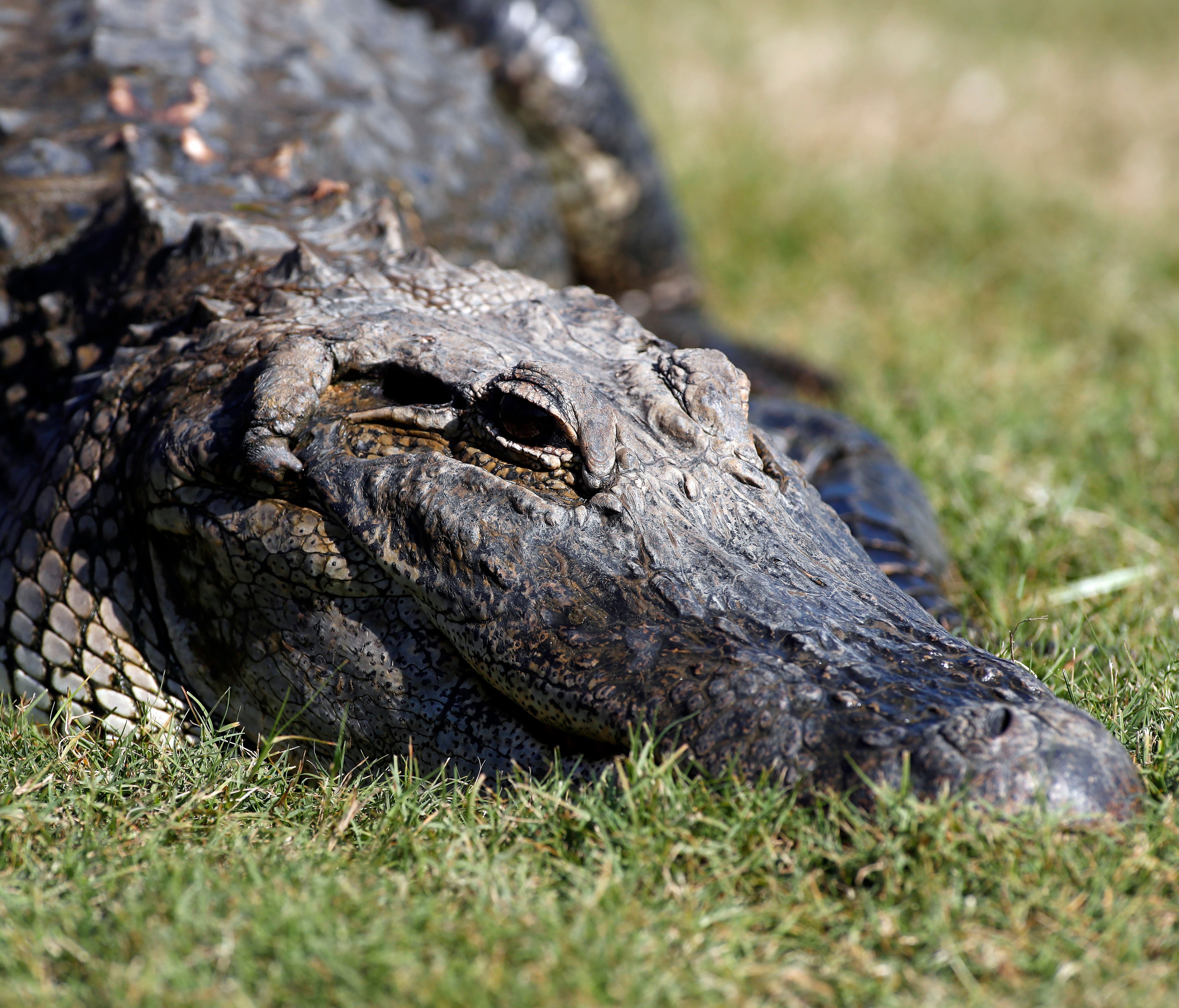 This file photo from April 2018 shows an alligator in Louisiana.
