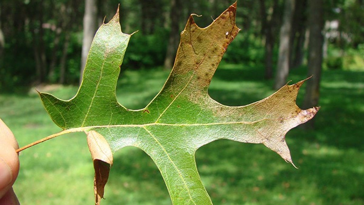 Dnr Advice Stop Pruning Oaks To Avoid Disease