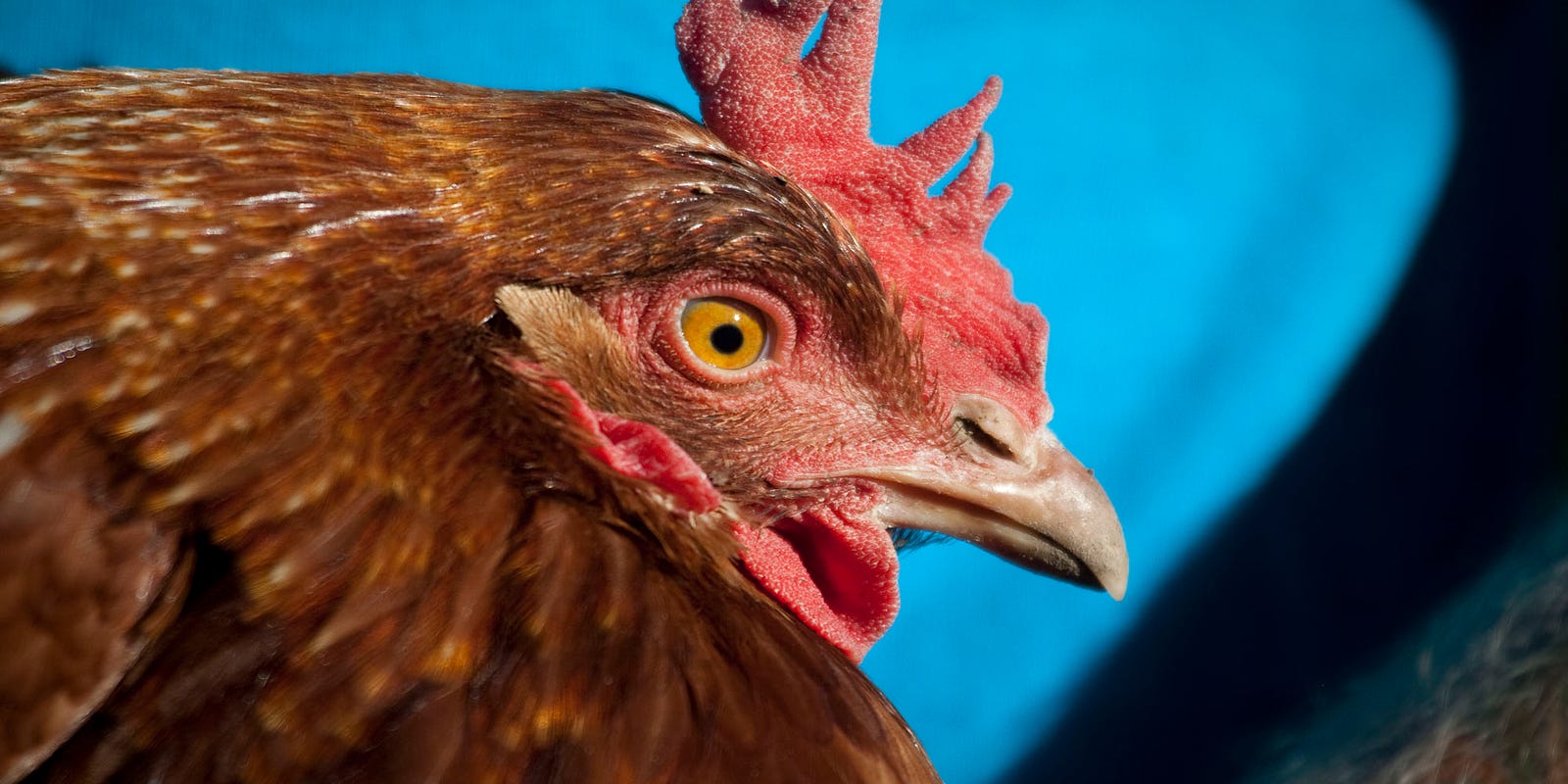 Glendale Council Bans Chickens Again