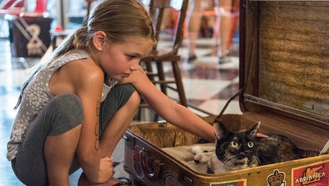 In this file photo, Emmi Schiff, 7, pets a cat named Riley during a soft opening of the River Kitty Cat Cafe, located along Main Street, in downtown Evansville, Ind., on Thursday, July 13, 2017.