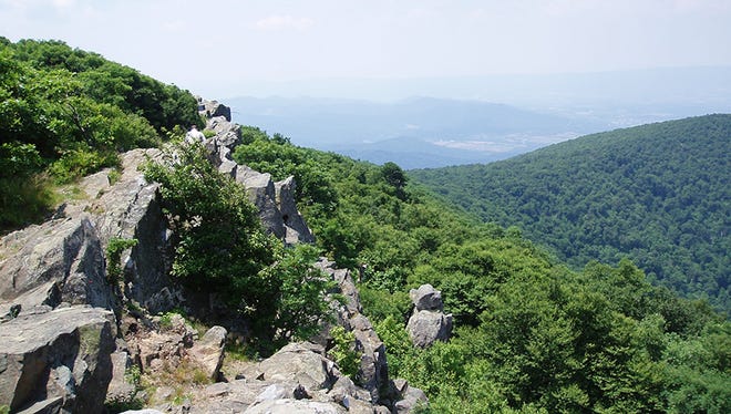 Along the spine of Hawksbill in the Shenandoah National Park.