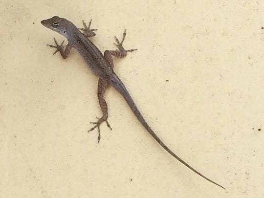 Leapin Lizards Green Anole Is Not A True Chameleon