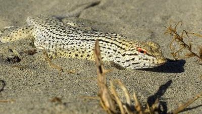 A fringe-toed lizard is one of several species protected by the Coachella Valley Multiple Species Habitat Conservation Plan.