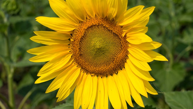 Can you think of a happier flower than a sunflower? They’re grown for their oils, seeds, and for their aesthetic pleasantness. They are also the state flower of Kansas.