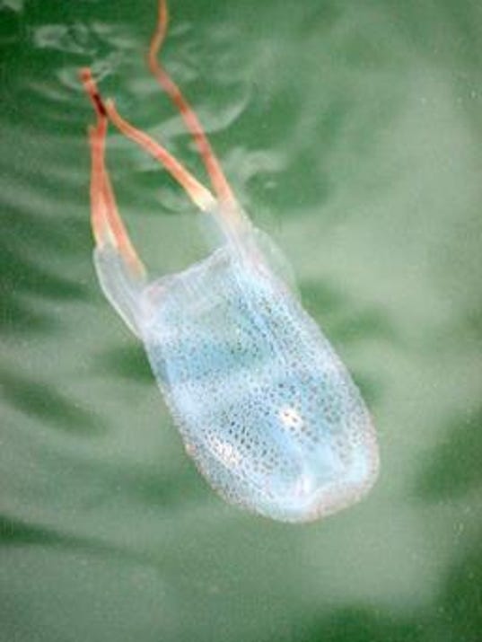 Dangerous jellyfish found along Jersey shore