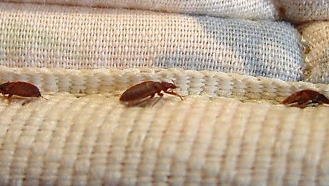 Bed bugs can be spotted on bedding. The Orkin pest control company advises you to closely look for the black, ink-like stains they leave behind.
