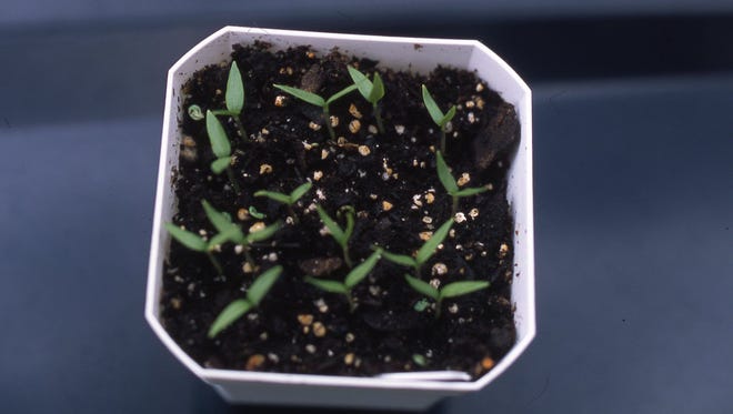 Small, healthy seedlings like these pepper seedlings are off to a good start. They are growing in a soilless mix and in two weeks will be transplanted to individual containers.