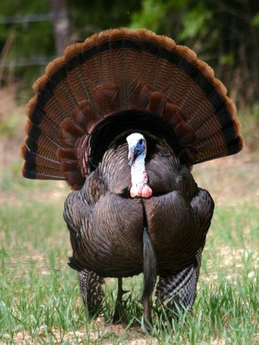 Wisconsin sees strong demand for turkey hunt permits