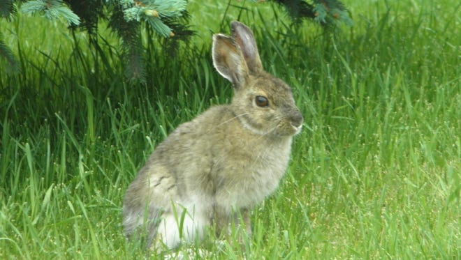 Wild rabbit on grass.