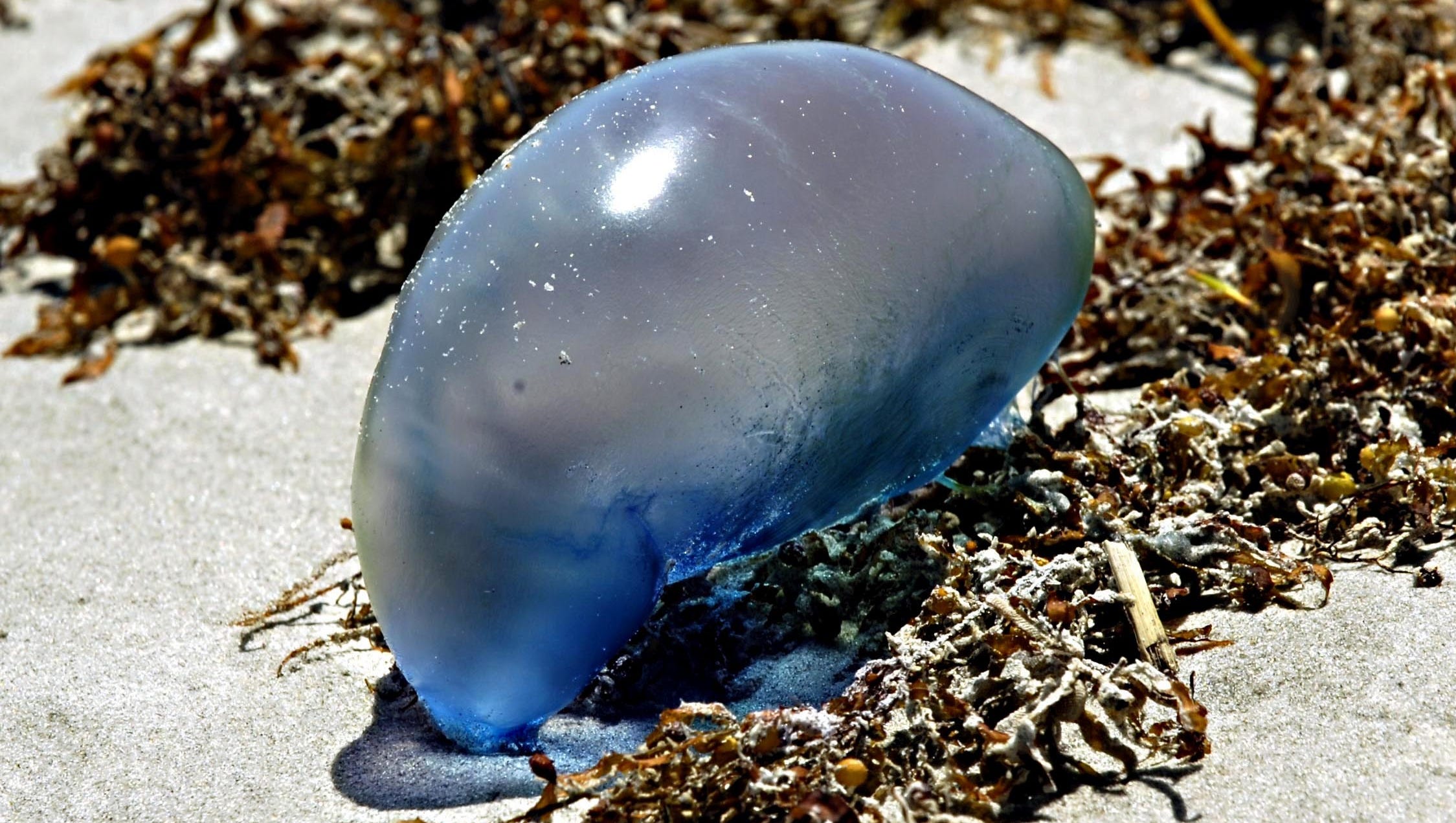Watch For Rough Surf Jellyfish On Brevard Beaches