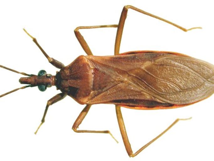 12 dangerous creatures that call Arizona home
