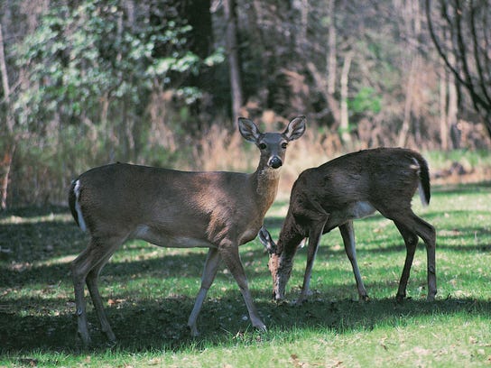 doe, does, deer (Contributed)
