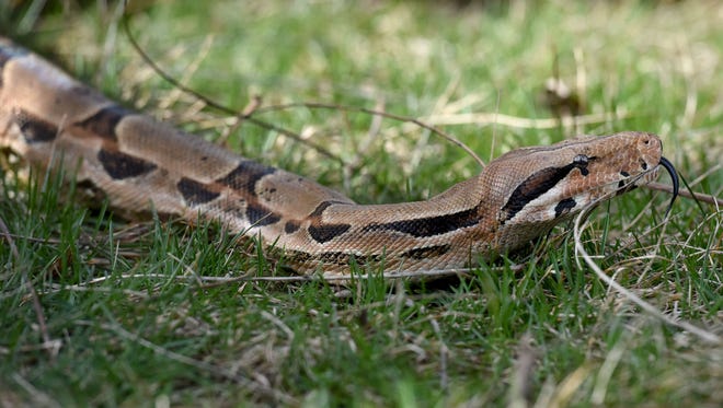 Jerry Kimball's pet snake Lucy slithers through the yard in Sioux Falls on Thursday, April 6, 2017.