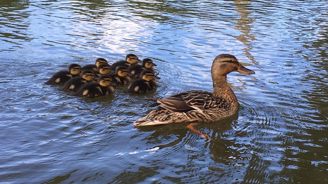 Four D.C. agencies come together to rescue ducklings
