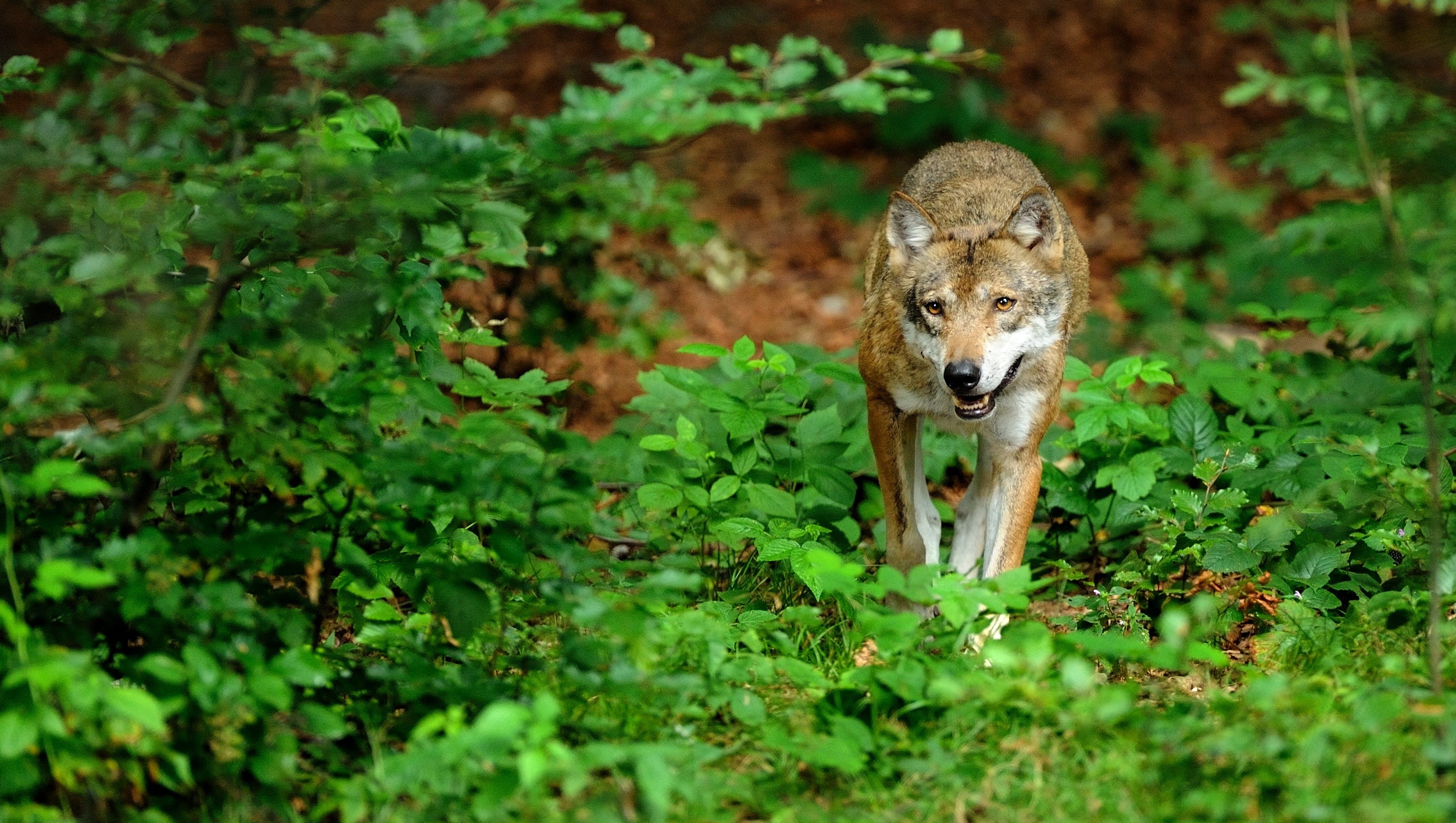 Gray Wolf Is Not Endangered In Wisconsin