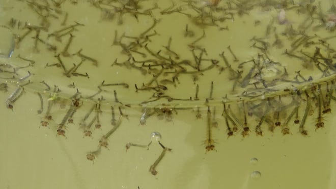 Tadpoles Or Mosquito Larvae Tadpoles Or Mosquito Larvae