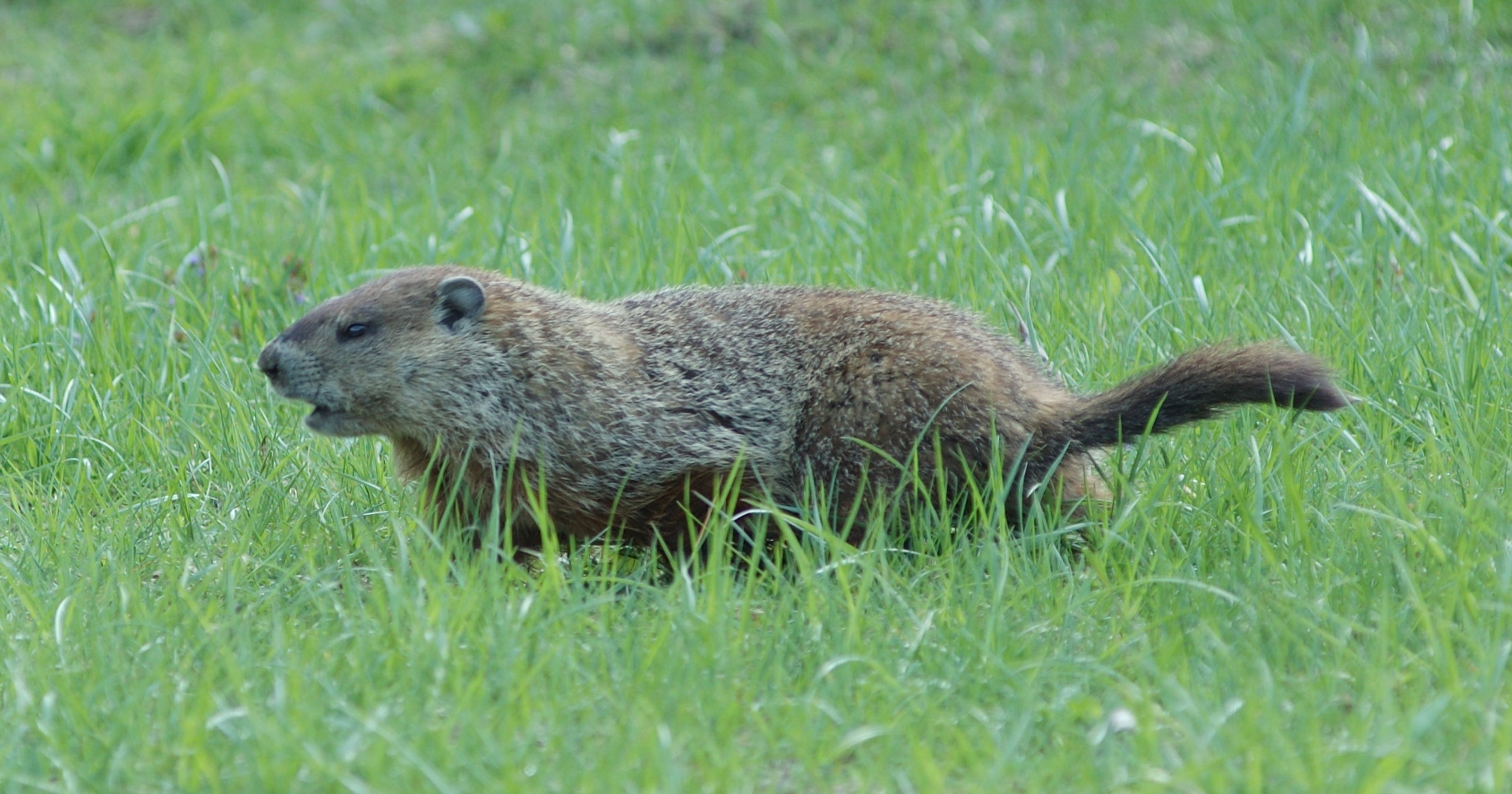 Species Spotlight: Woodchuck