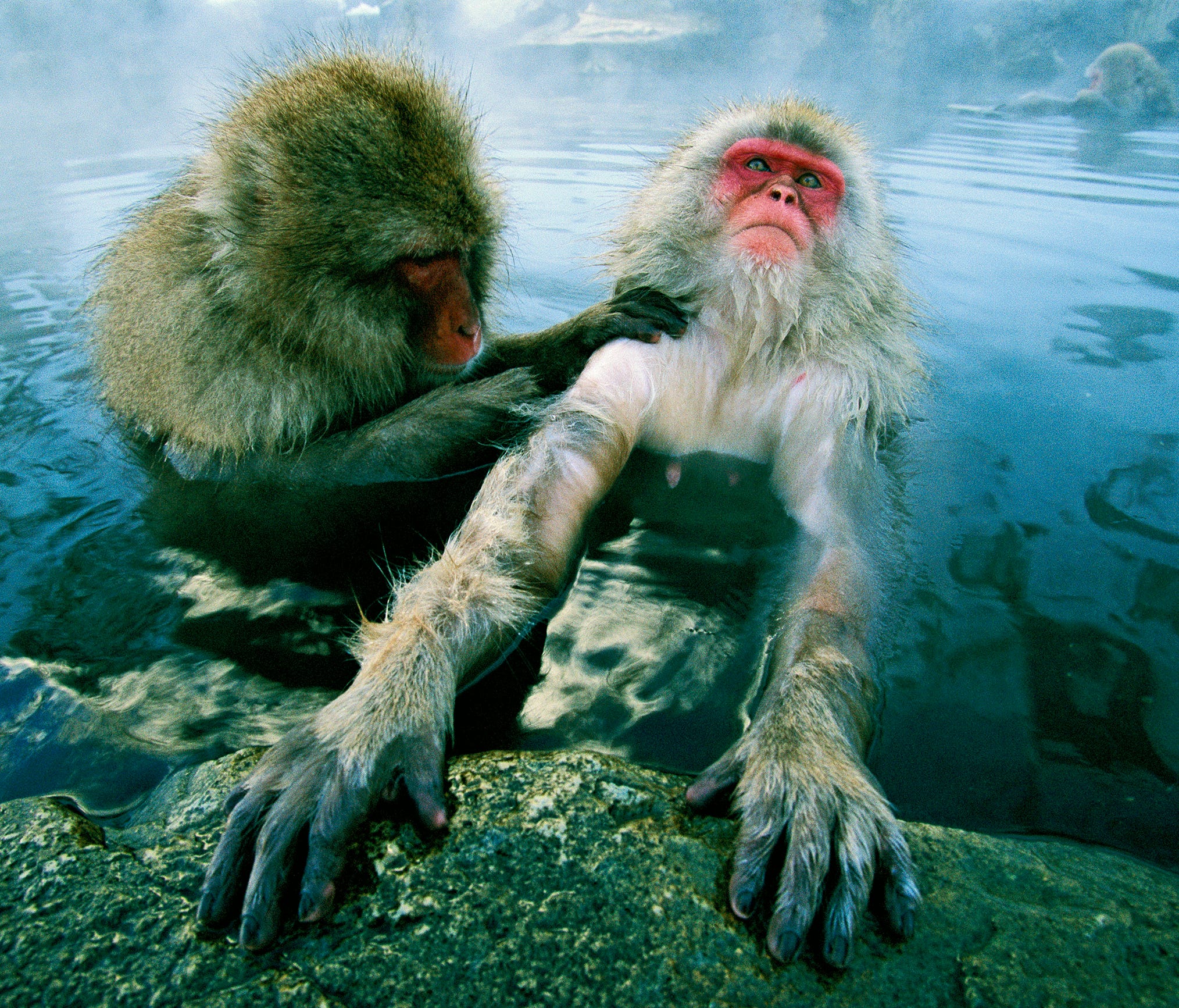 Tim Laman was photographing a story on Japanese wildlife when he saw a very relaxed macaque and his friend in these hot springs. This image is part of the National Geographic Flash Print Sale which runs  from Sept. 9 through Sept. 16, 2017.