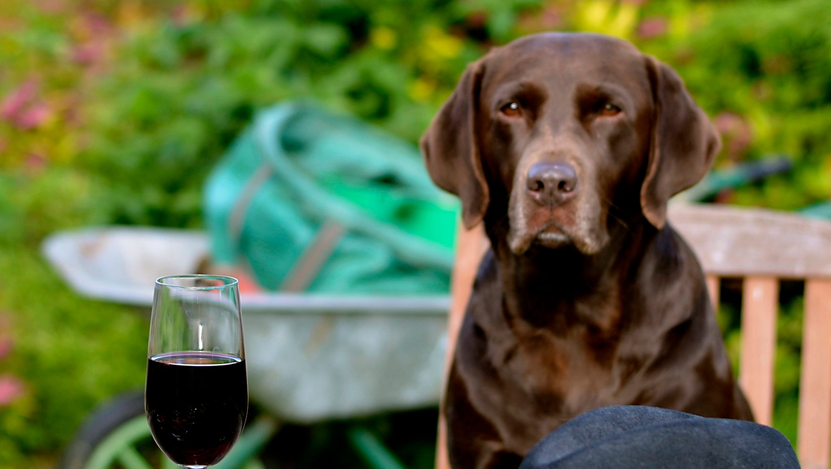 Dog Friendly Wineries Let You Take Fido Tasting