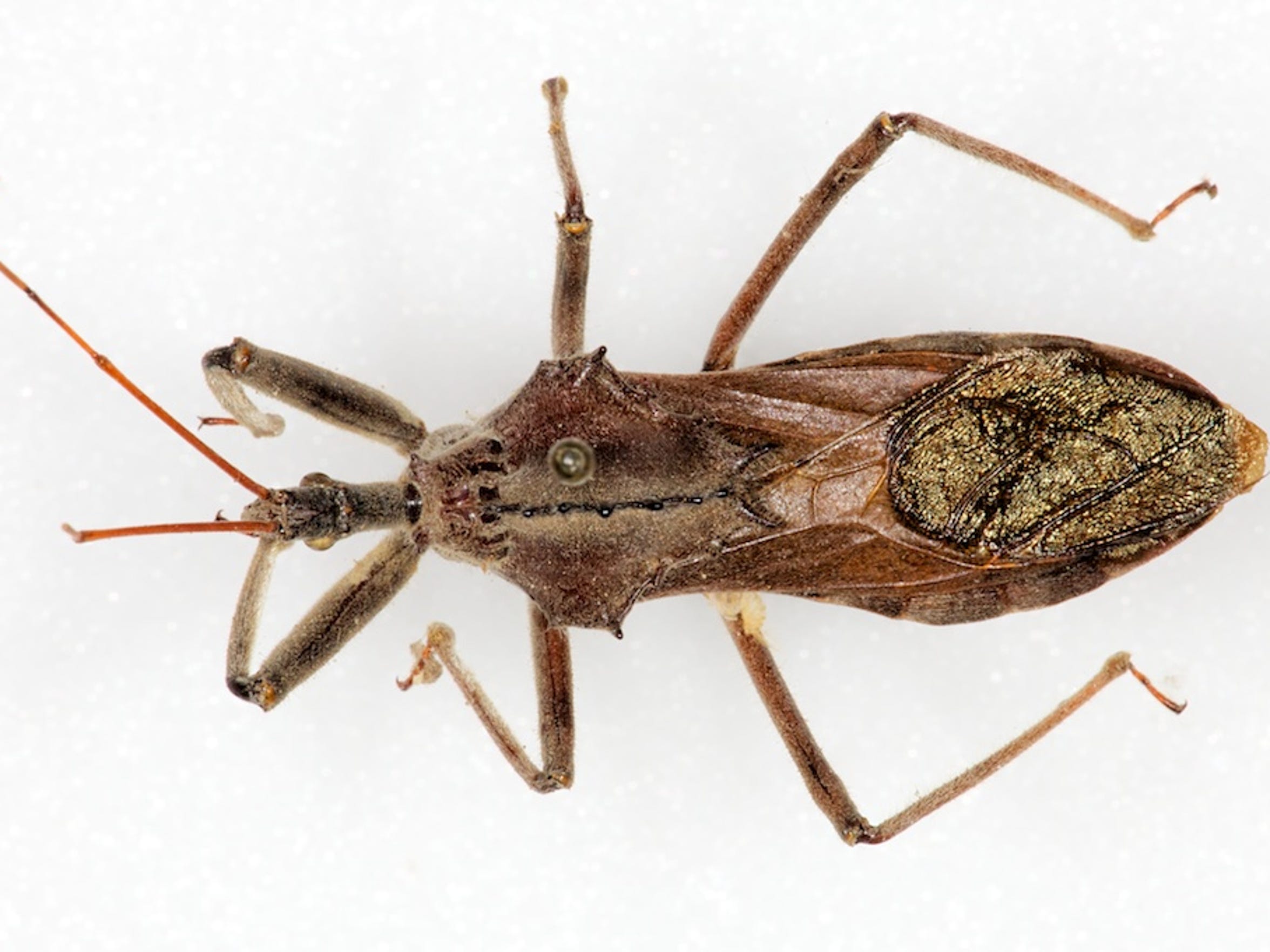 Texas has 11 types of kissing bugs and all carry deadly Chagas disease Texas has 11 types of kissing bugs and all carry deadly Chagas disease