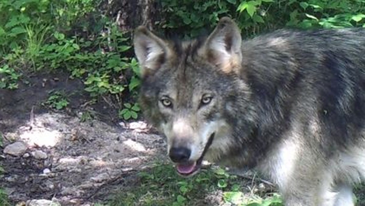 To Rural Wisconsin Wolves Are Terrorists Column