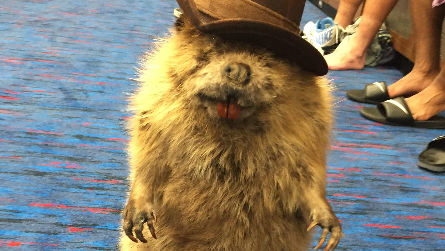 Taylor Lewan's stuffed beaver a fixture in Titans locker room