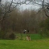 Michigan Dnr Has A Cougar Conundrum