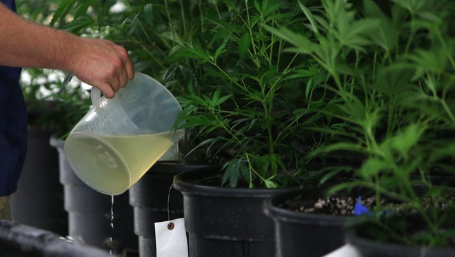 An employee at Medicine Man, a marijuana dispensary in Denver, waters the plants.
