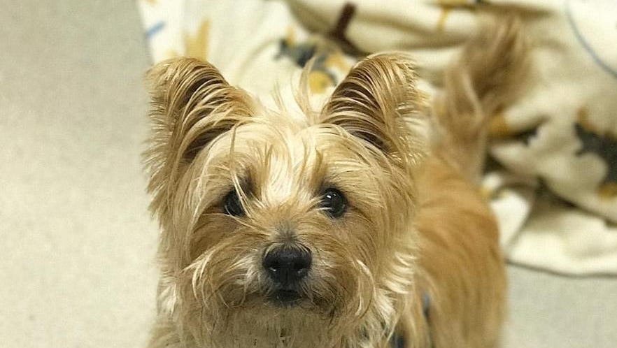 This Nashville Terrier Needs A Home Roscoe S Waiting At Nashville Humane Association