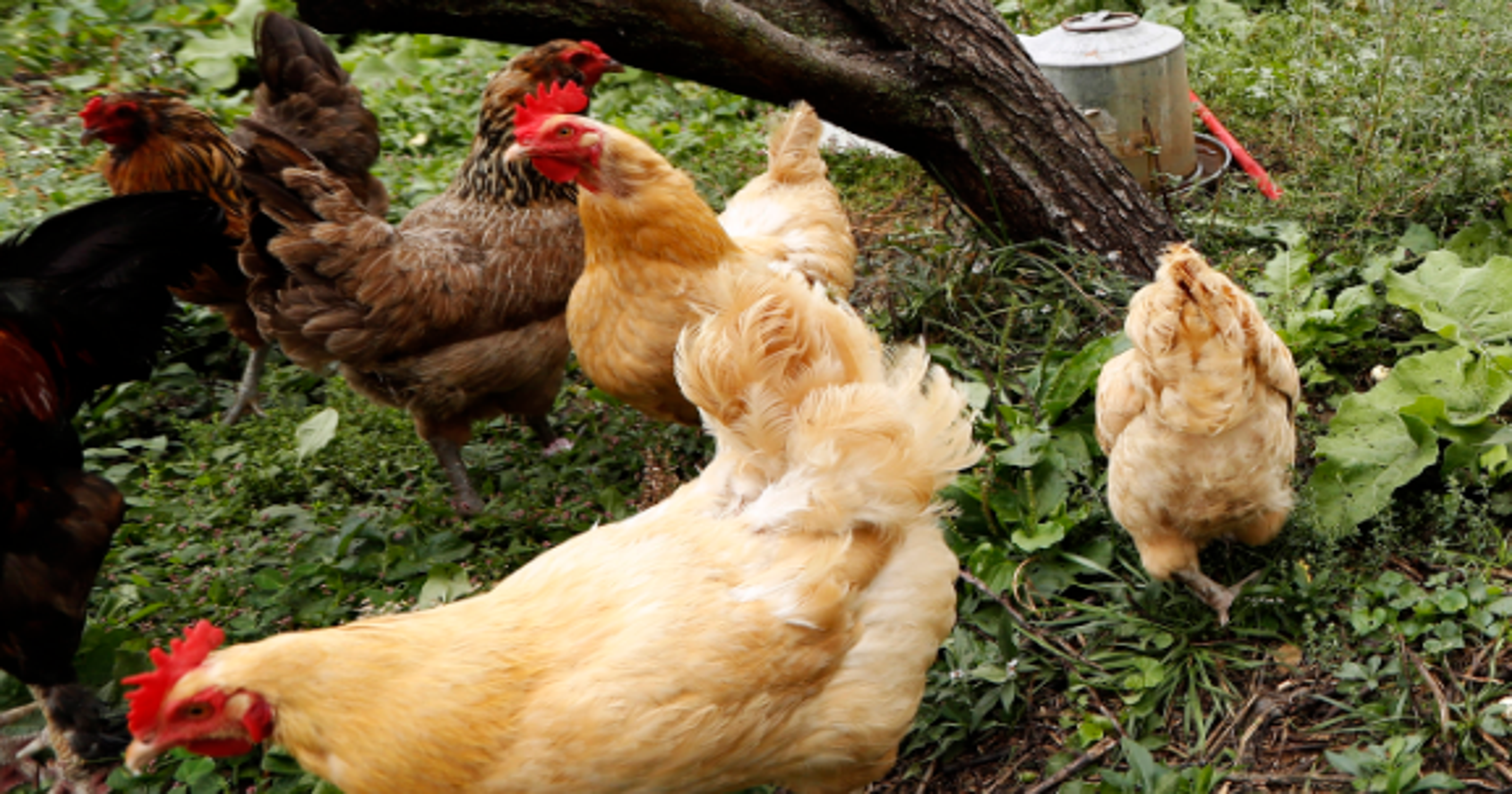 Salmonella fears mean no chickens in Greenfield