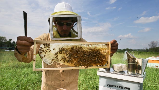 Volunteer Adam Martinez, a horticulturalist with the Cincinnati Zoo, checks honey bee hives for queen activity and performs routine maintenance as part of a collaboration between the zoo and TwoHoneys Bee Co., Wednesday, May 27, 2015, at EcOhio Farm in Mason, Ohio.