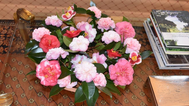 These camellia blossoms were picked in early January and brighten any garden.