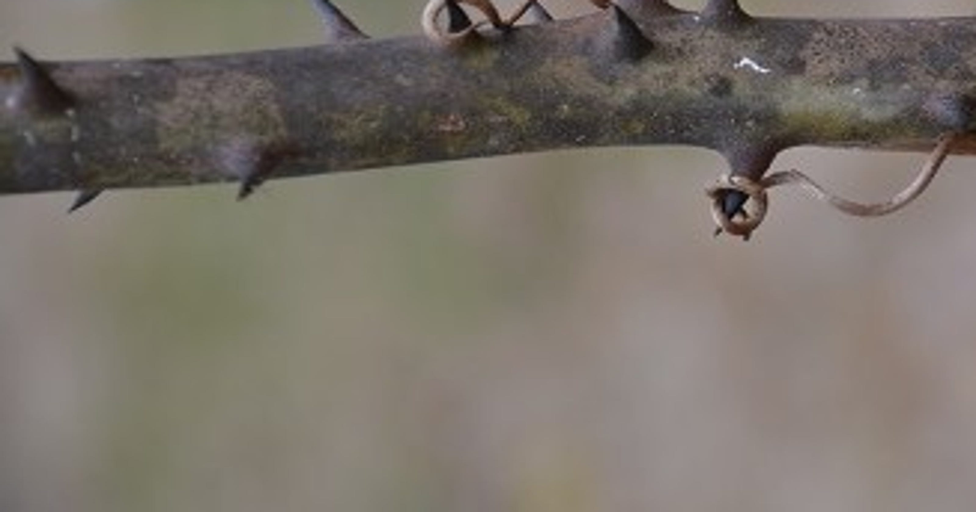 Wicked Weeds A Tangled Tale Of Thorny Smilax