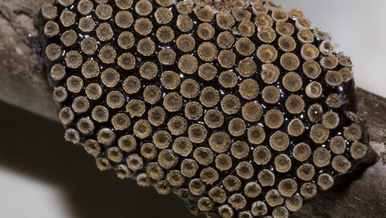 Master Gardening Where Do Insects Go In The Winter