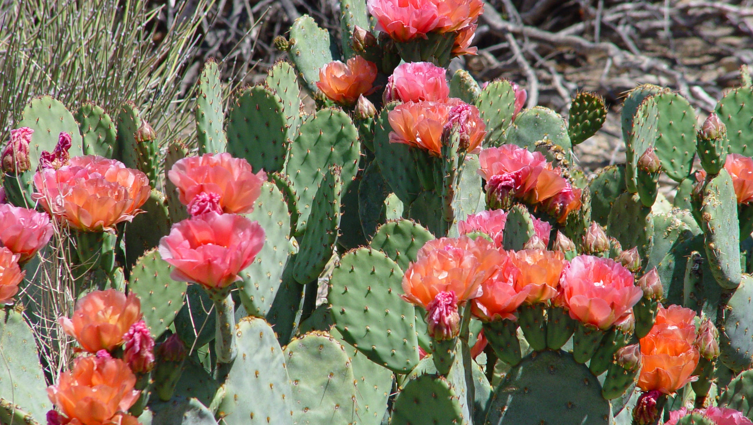 Feeding Your Desert Garden You Re Probably Doing It Wrong